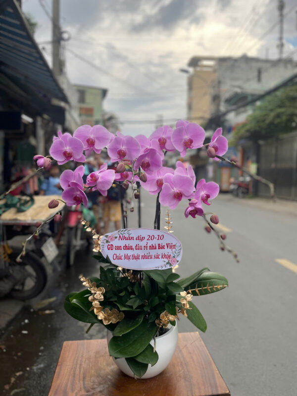 Chậu Lan Hồ Điệp sang trọng tại shop hoa tươi Sài Gòn