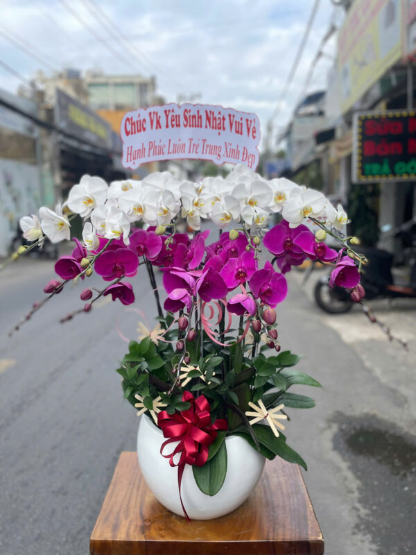 Chậu Lan Hồ Điệp tại shop hoa Long Xuyên